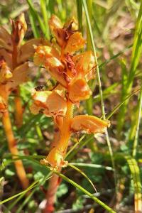 Orobanche grêle
