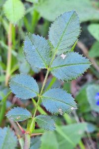 Rosier rubigineux