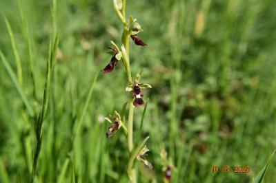 Ophrys mouche