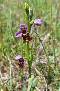 Ophrys bourdon