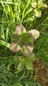 Menthe aquatique