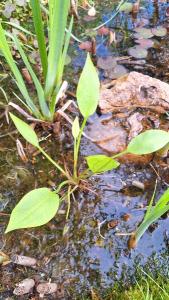 Grand plantain d'eau 