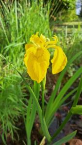 Iris faux acore
