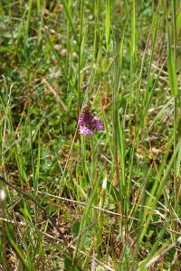 Orchis pyramidal