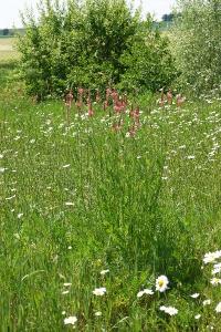 Sainfoin