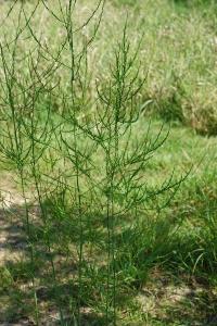 Asperge officinale
