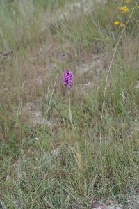 Orchis pyramidal