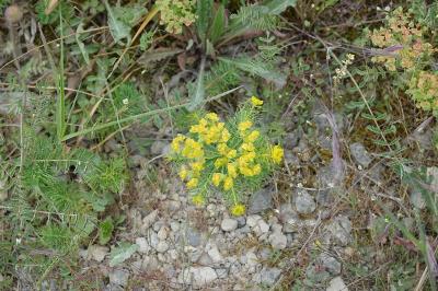 Euphorbe petit-cyprès