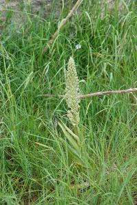 Orchis bouc