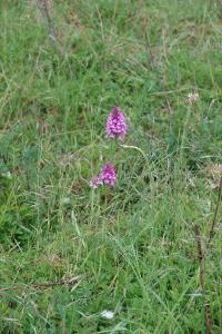 Orchis pyramidal