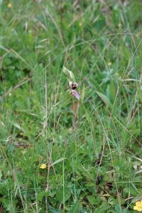Ophrys abeille