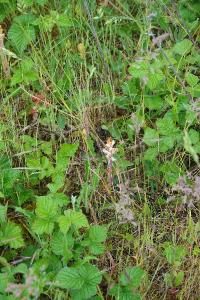 Orobanche de la picride