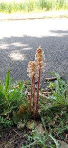 Orobanche de la picride