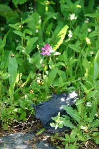 Orchis pyramidal