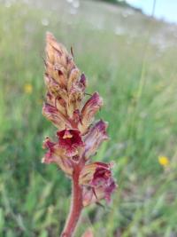 Orobanche grêle