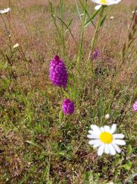 Orchis pyramidal
