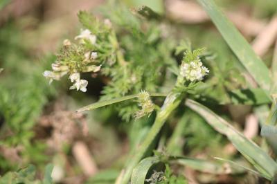 Torilis à fleurs glomérulées