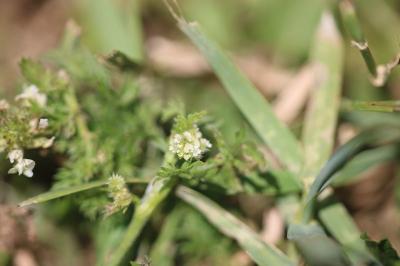 Torilis à fleurs glomérulées