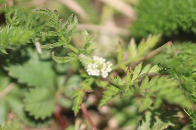 Torilis à fleurs glomérulées