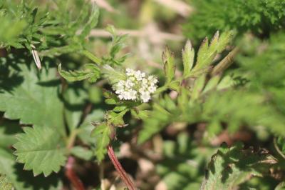 Torilis à fleurs glomérulées