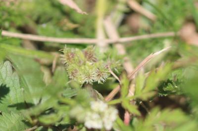 Torilis à fleurs glomérulées