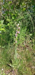 Ophrys abeille