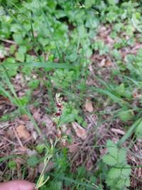 Ophrys mouche