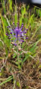 Muscari à toupet