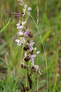 Ophrys bourdon
