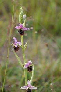 Ophrys bourdon