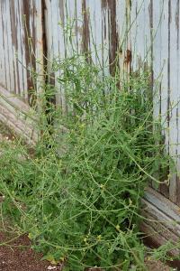 Herbe aux chantres