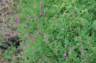 Fumeterre officinale