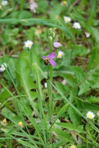 Ophrys abeille