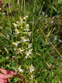 Orchis verdâtre