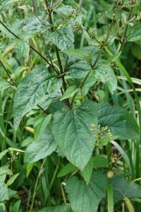 Scrophularia nodosa