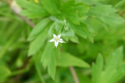 Stellaire des sources