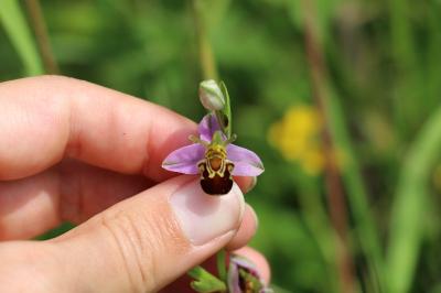Ophrys abeille