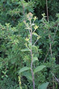 <i>Inula conyzae</i>
