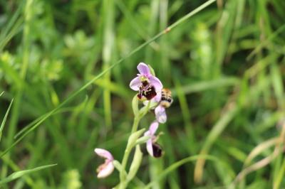 Ophrys bourdon