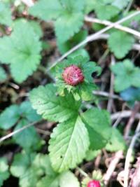 Fraisier de Duchesne