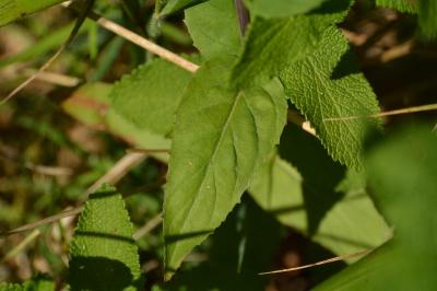 Épilobe des montagnes