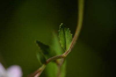 Épilobe des montagnes