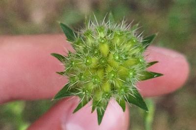 Knautia arvensis