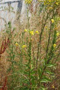 <i>Oenothera</i>