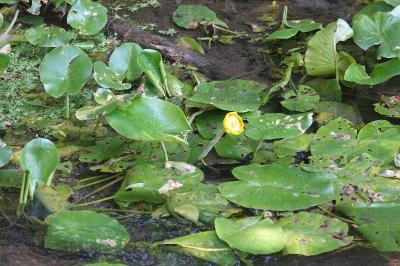 Nénuphar jaune