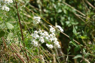 Achillée sternutatoire