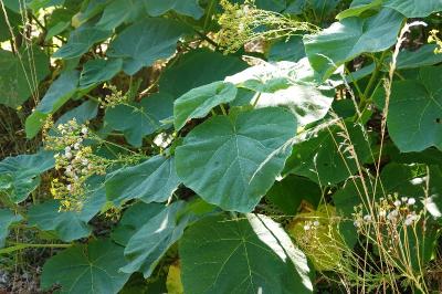 Paulownia