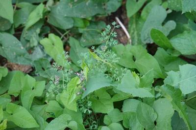 Fumeterre officinale