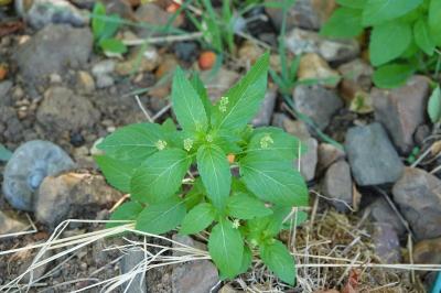 Mercuriale annuelle