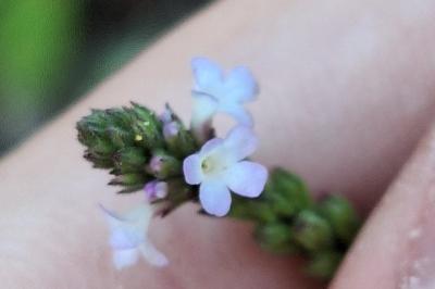 Verveine officinale